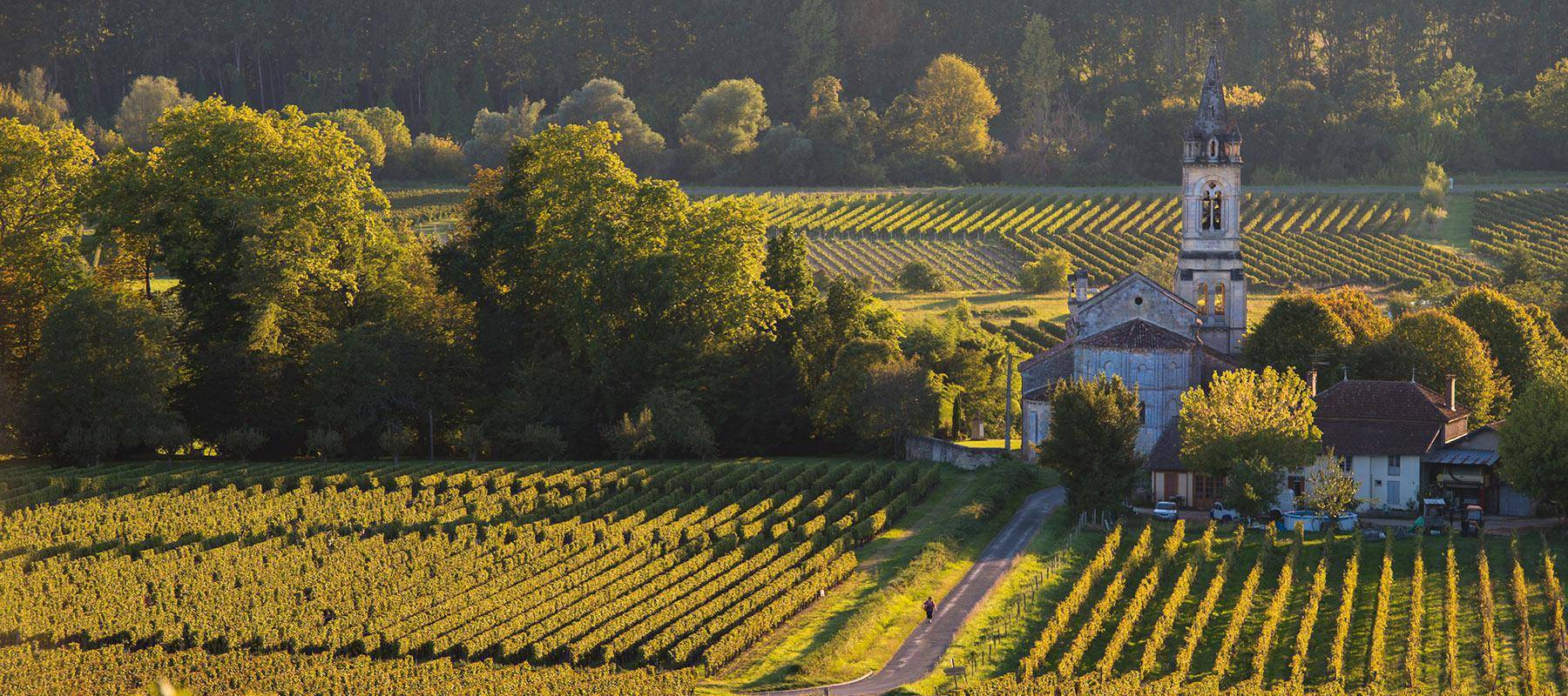 Vineyards in Northern France, near Moliets