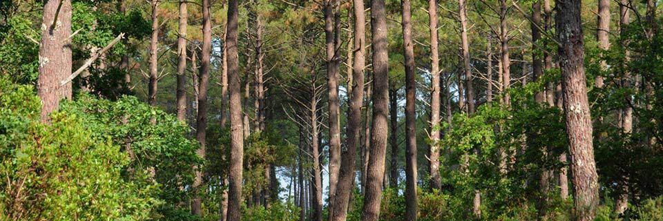Landes Pine Forest 