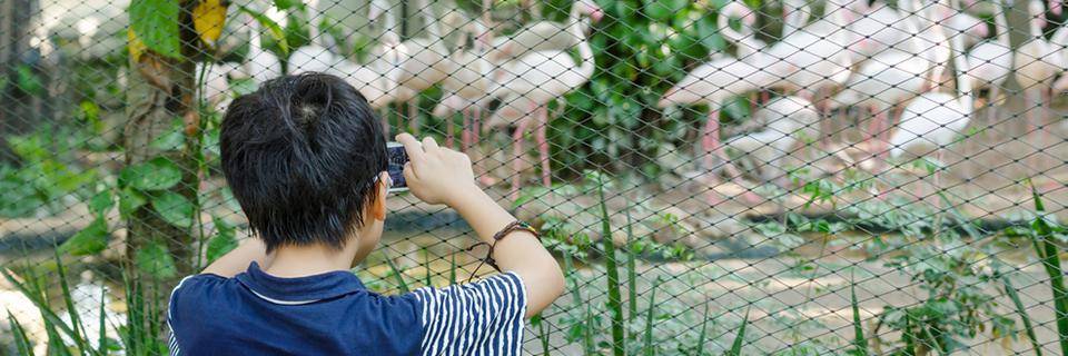 A boy takes a photo of the animals at the zoo