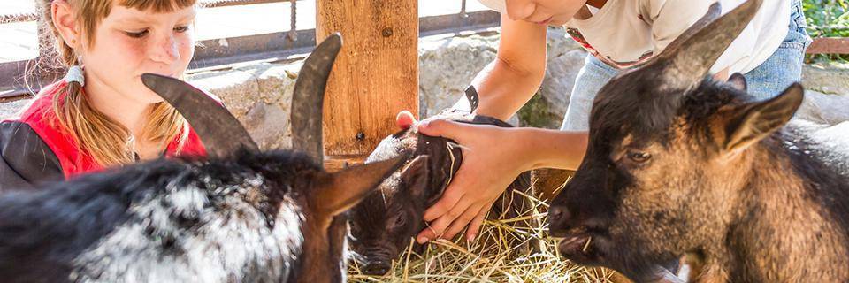 Children at a petting farm