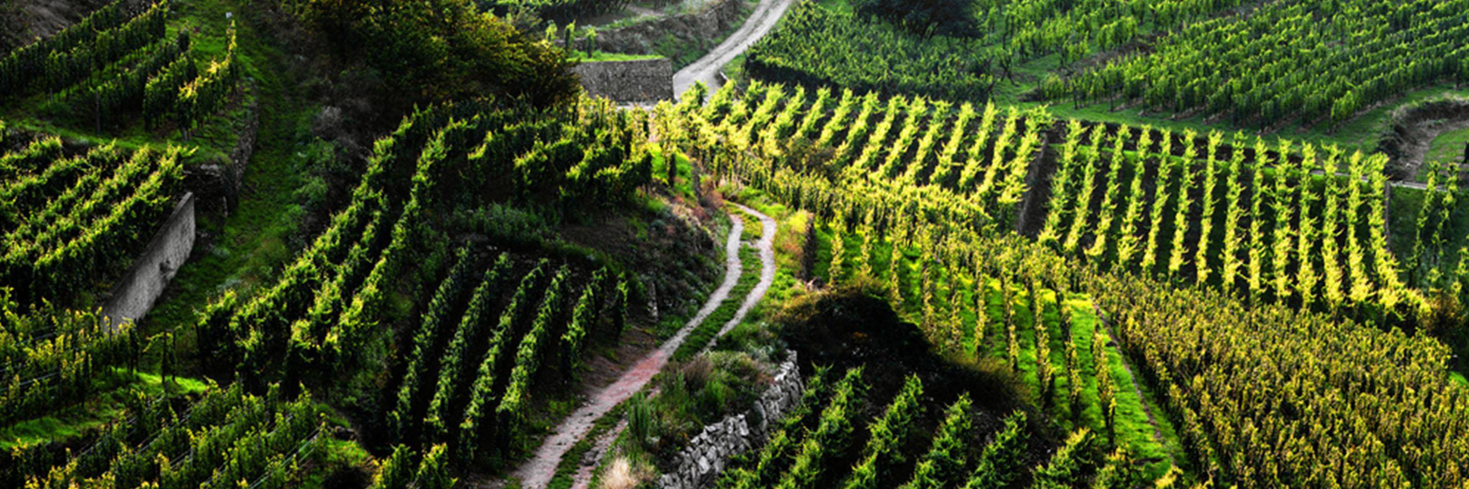 French vineyards