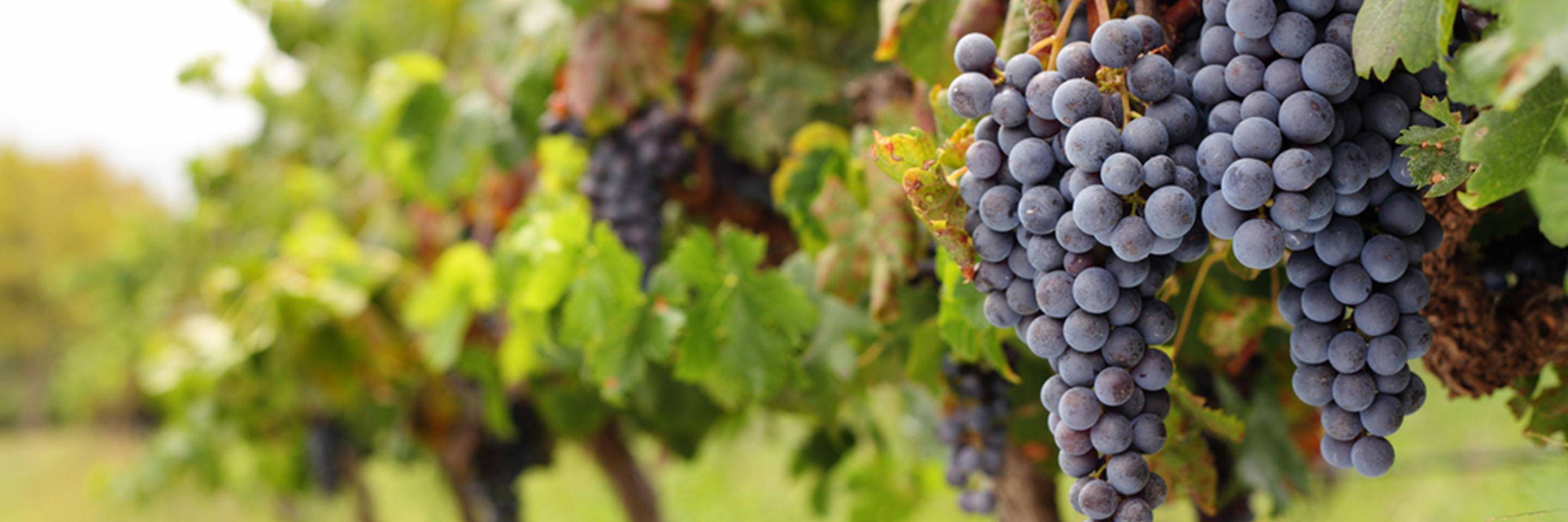 Grapes growing in France