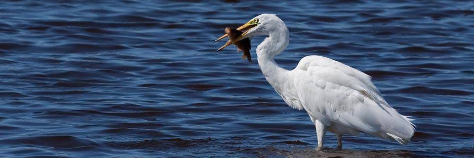 An egret catches a fish