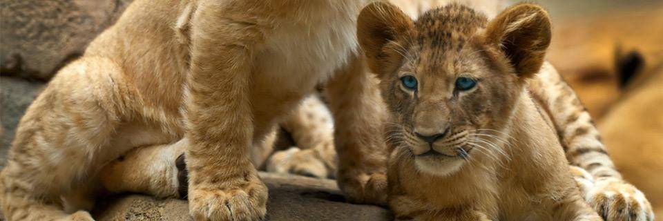 The Sables d’Olonne Zoo