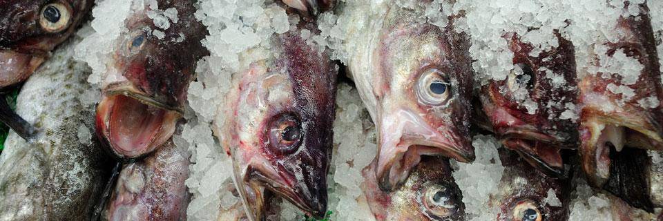 Fish in a market