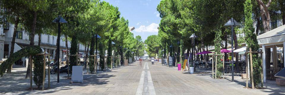 Montpellier tree-lined street