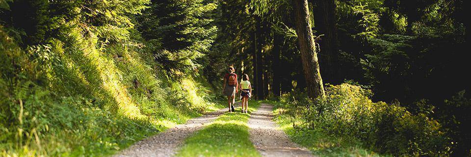 Orienteering in France - sunny walk